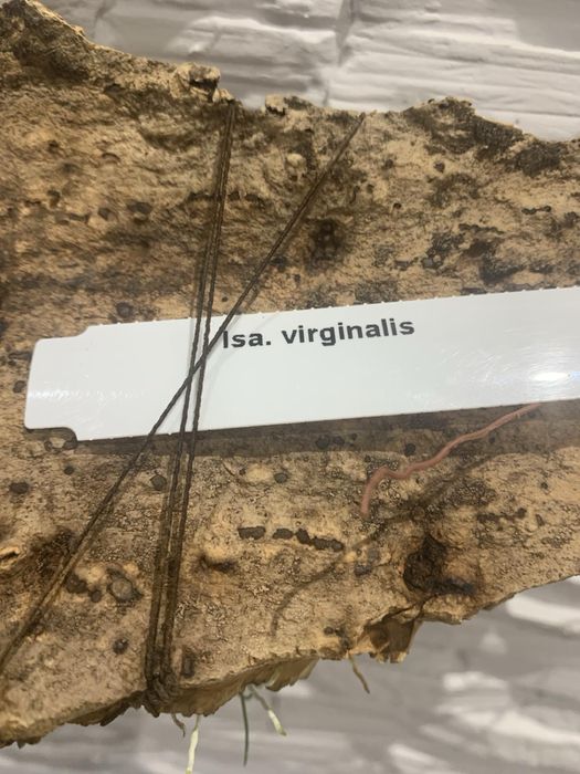 Орхідея Isabelia virginalis громезна доросла