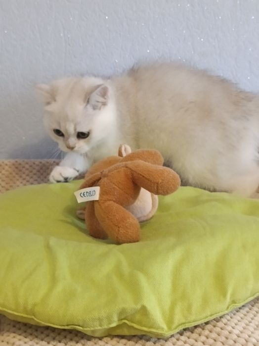 Плюшевий красунчик