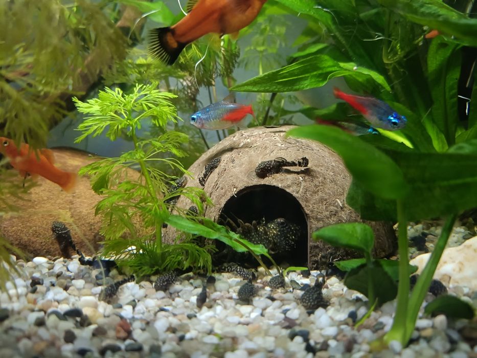 Zbrojniki glonojady mlode ok. 3 cm