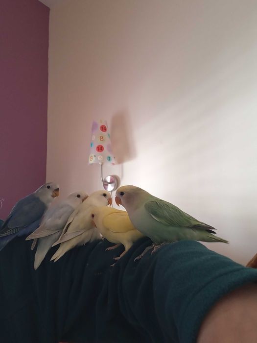 Agarponis domesticados 2025