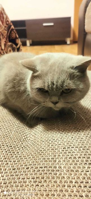 Кішка британка 5 років