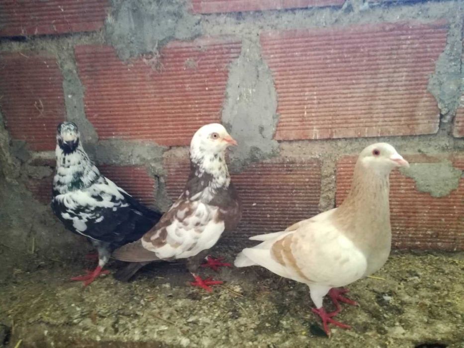 Pombos de grande porte