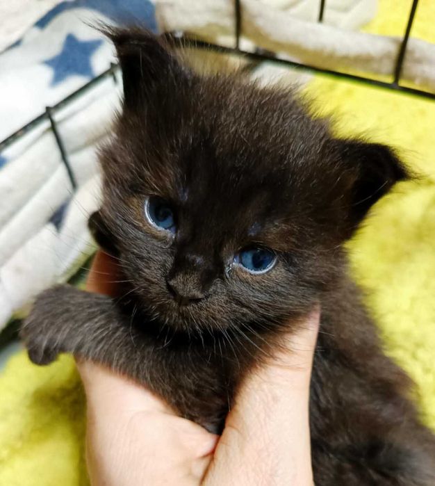 Matylda – kotka rasy Maine Coon - kolor czarny