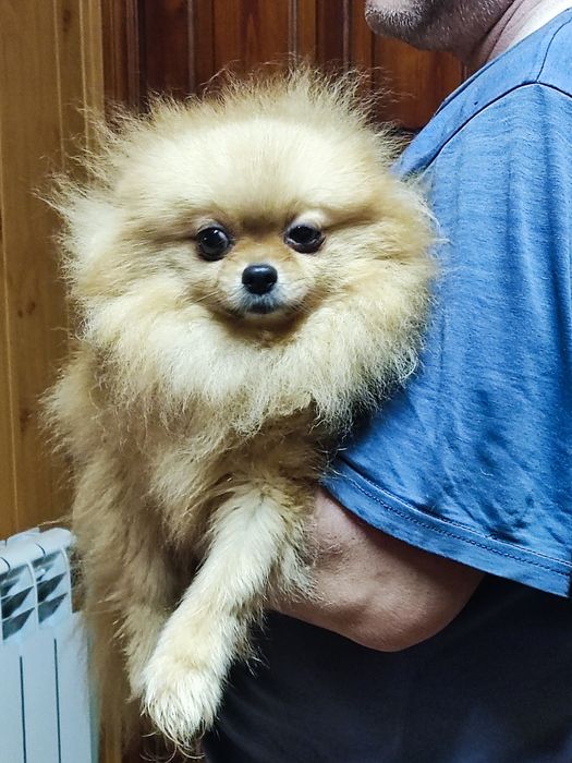 Девочка шпица продам