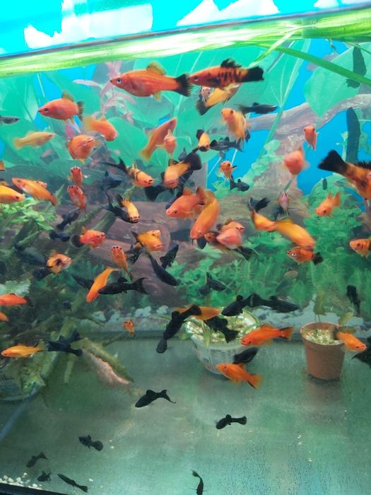 Młode rybki Molinezje Mieczyki.