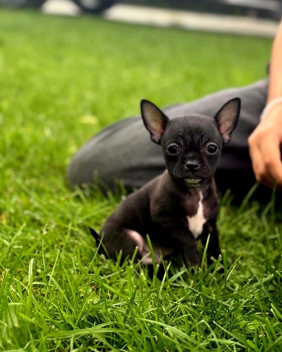 Szczenięta chihuahua piesek