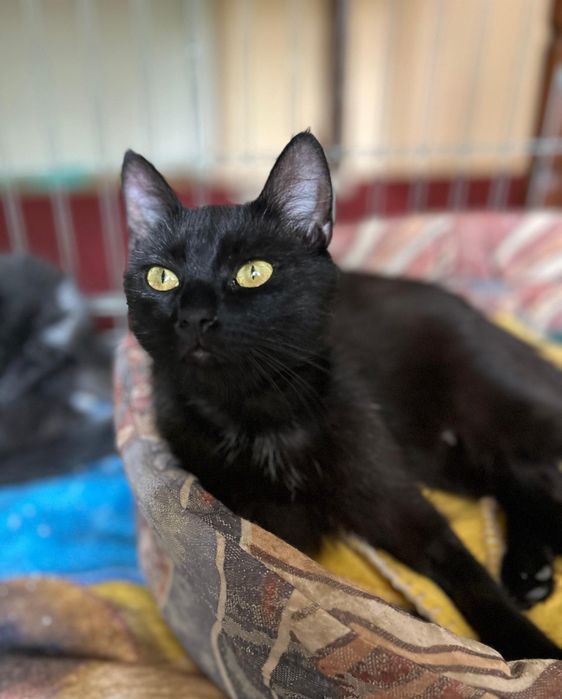 Przepiękna czarna koteczka do adopcji