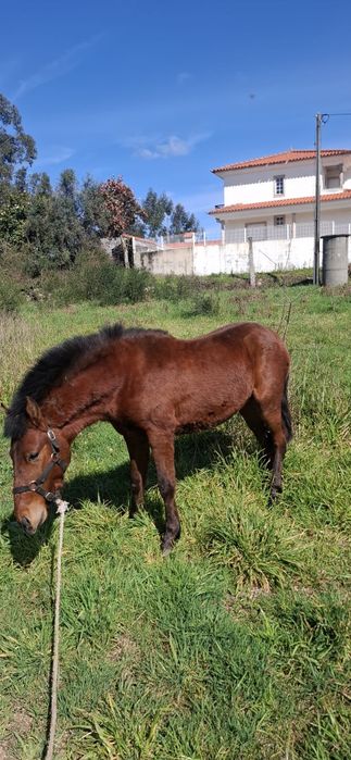 Poldrinho 3 anos Manso