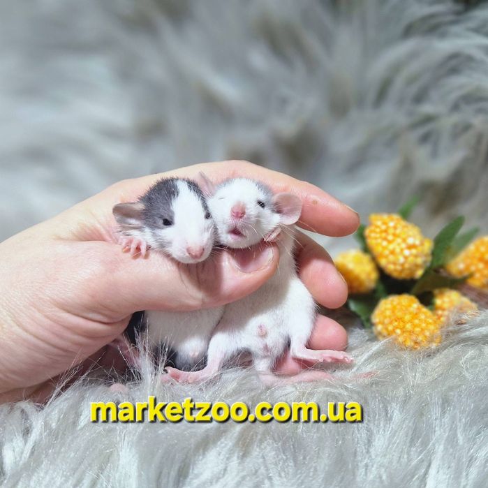 Ексклюзивні Дамбо щурики – рідкісні окраси "Блакитний Хаскі" та "Хаск