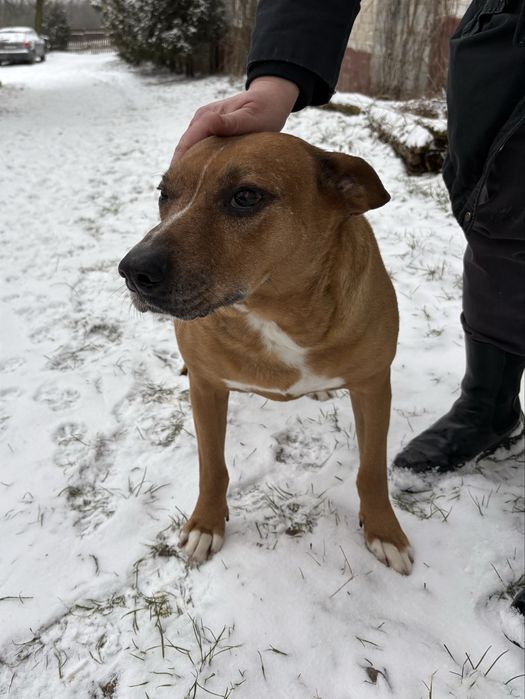 Oddam za darmo pieska