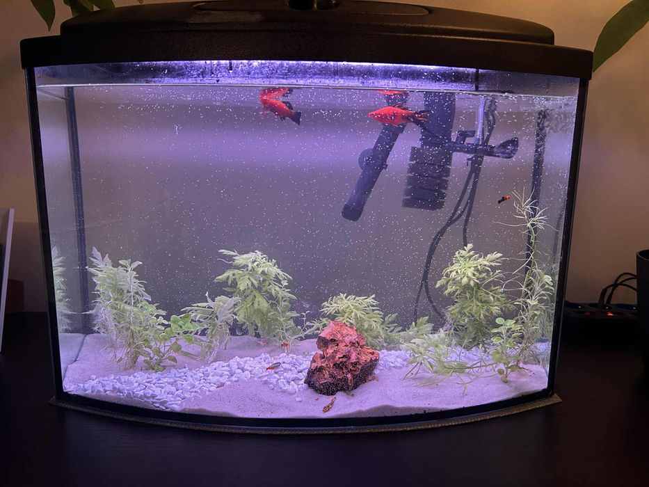 Akwarium 60 l  panoramiczne kompletne w stanie b dobrym