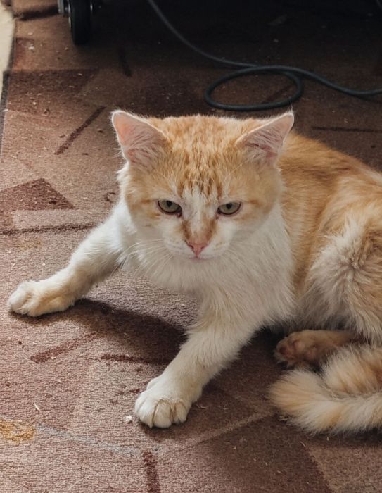 Бесплатно кот( мальчик)