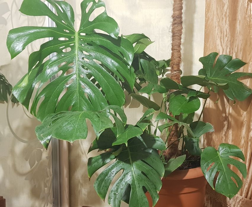 Монстера комнотное ростение
