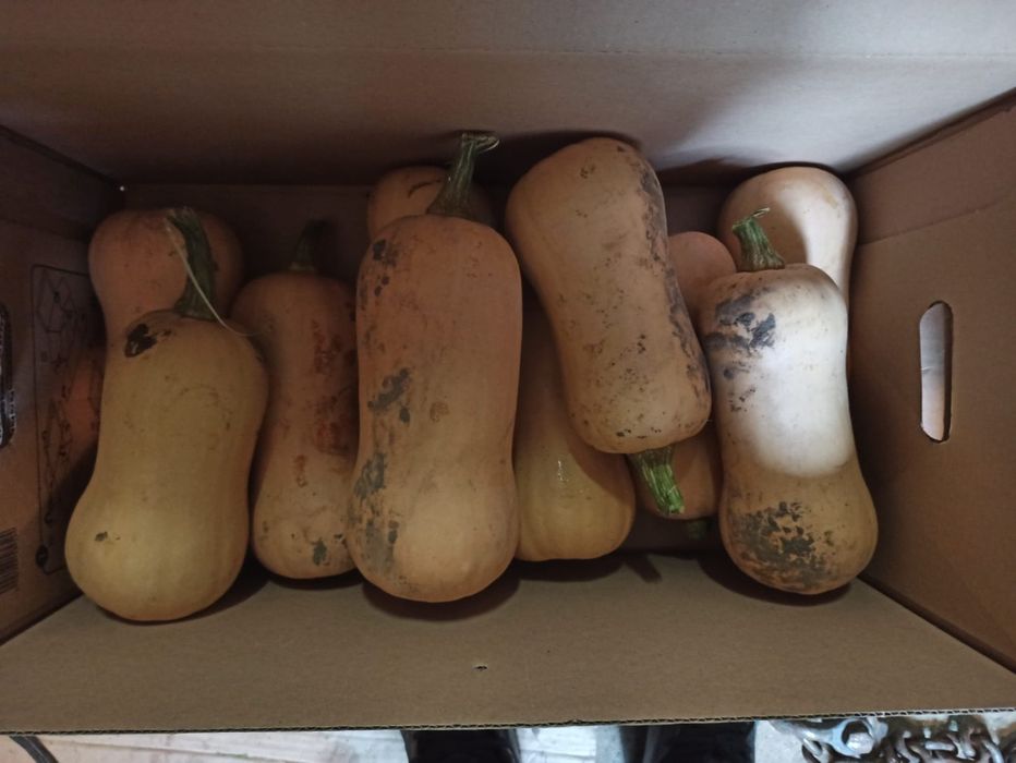 Dynia Piżmowa ekologivzna natura 2000