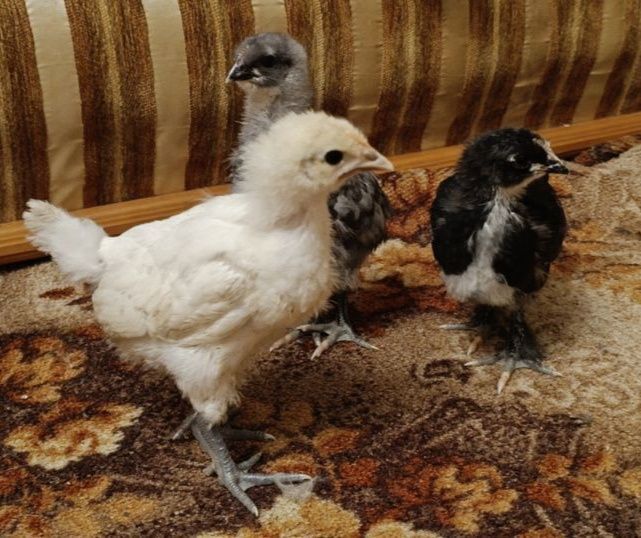 Курчата Домінанти Чехія, мясо-яєчка Угорщина