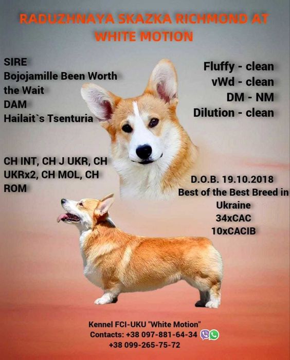 вельш коргі пемброк ,дівчинка бобтейл