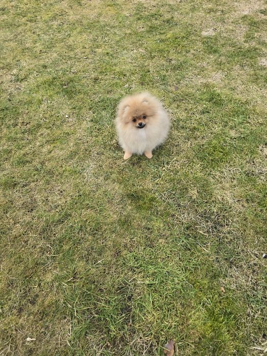 Piekna suczka pomeranian FCI