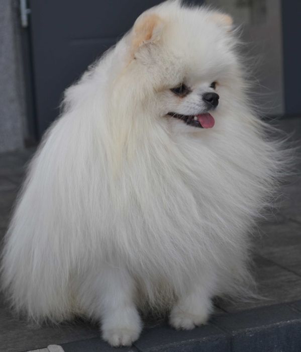 Szpic miniaturowy pomeranian piesek