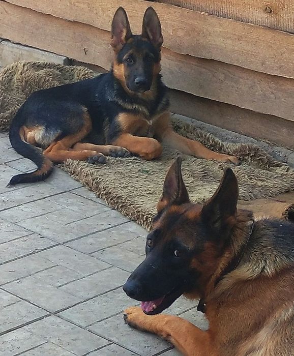 Яркая подрощенная сука с родословной