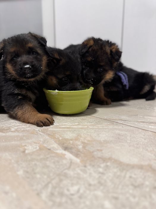 Німецька вівчарка