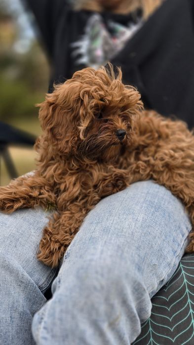 Cavapoo F1b sunia