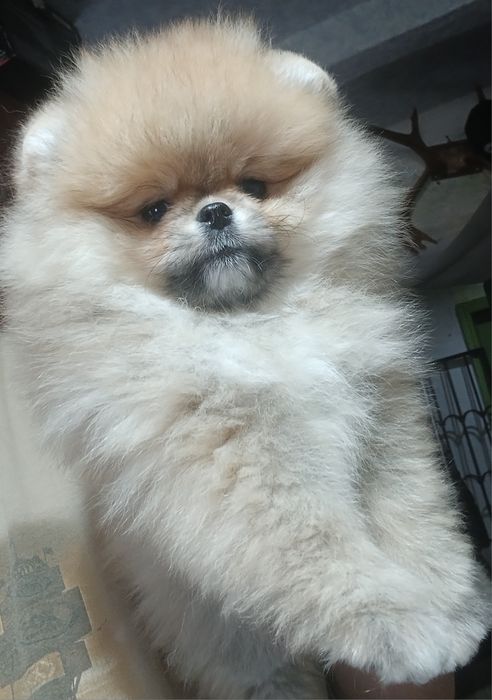 Малюки померашки для вас КСУ