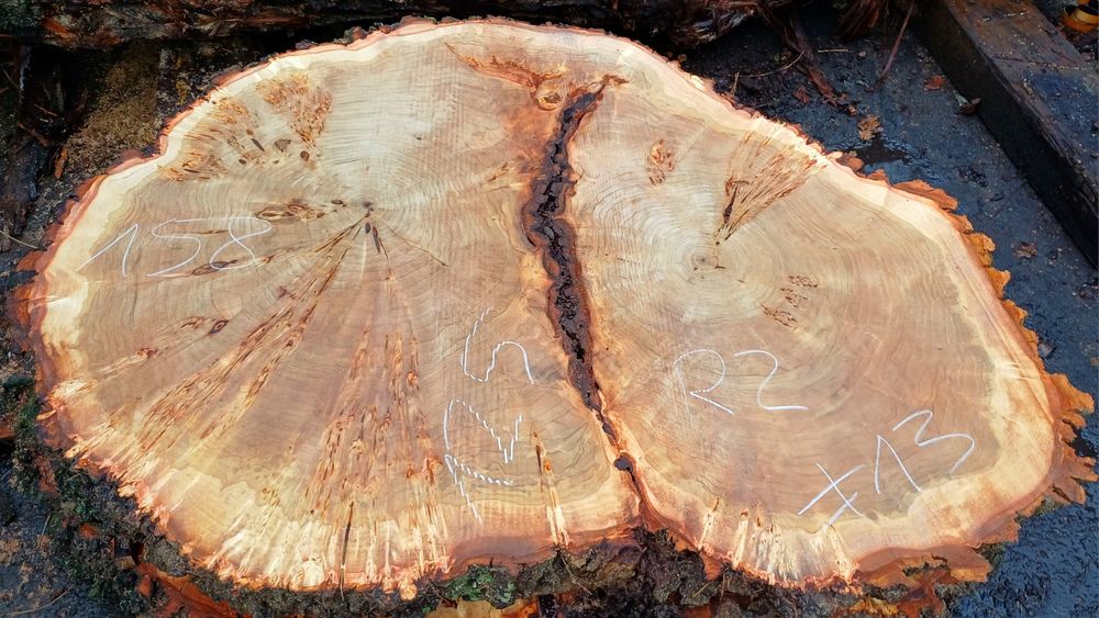 Plastry topola z czeczotą  burl na stół ekskluzywne