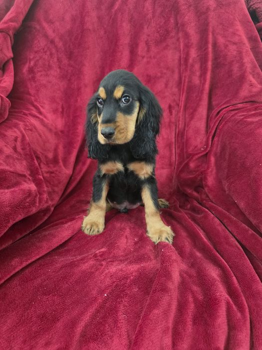 Cocker spaniel fantastico