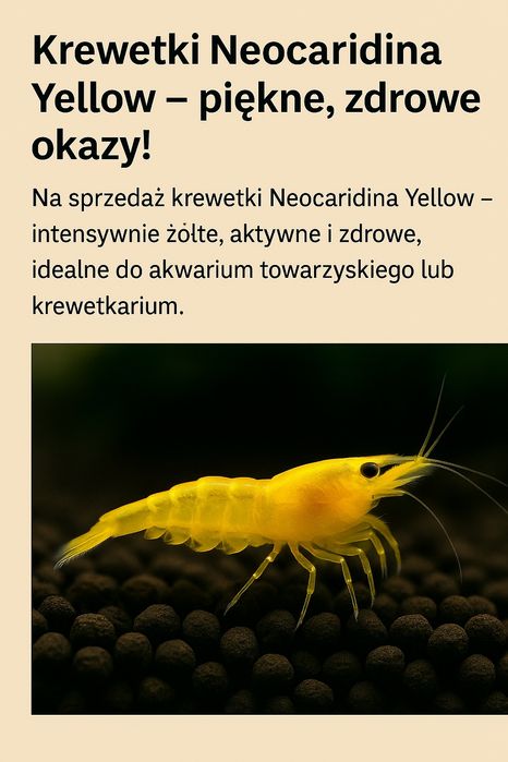 Krewetki yellow neocaridina