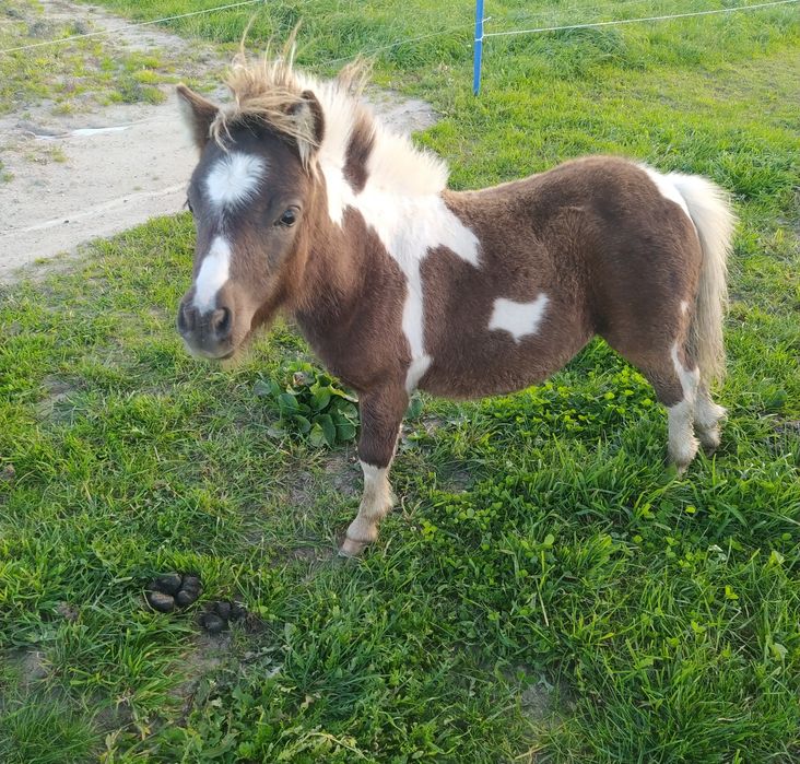 Kucyki Szetlandy młodzież