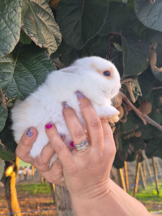 Coelhos Mini Holandês com Olhos Azuis