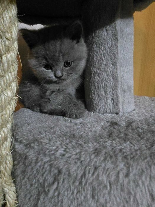 Kot Brytyjski Krótkowłosy Niebieski