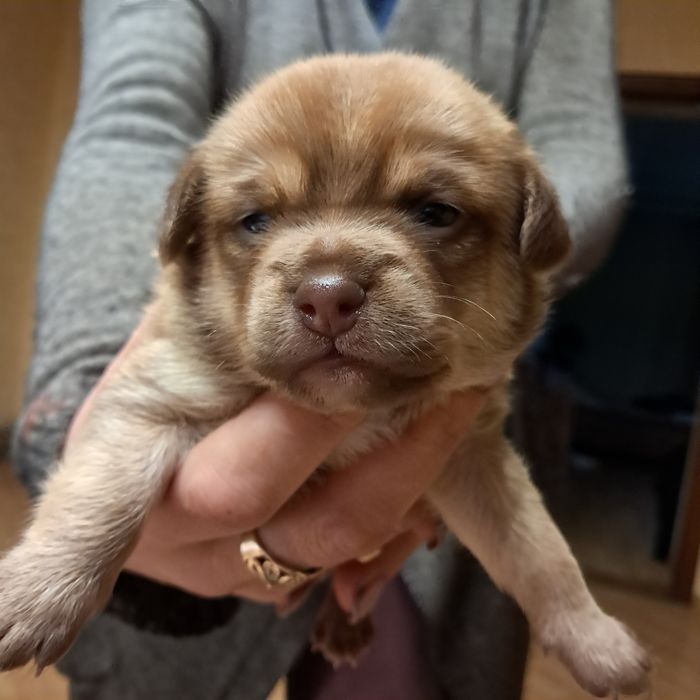 Щенки чудові  невеликі