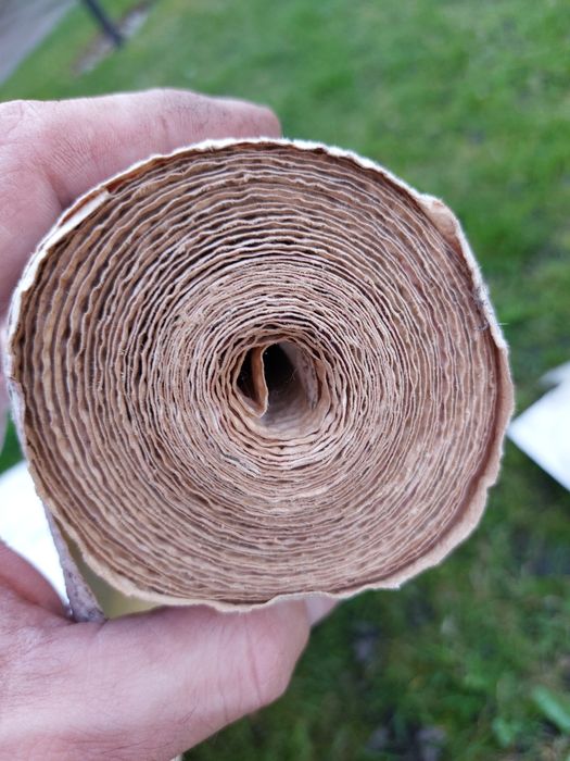 Tapeta papierowa "brzoza"