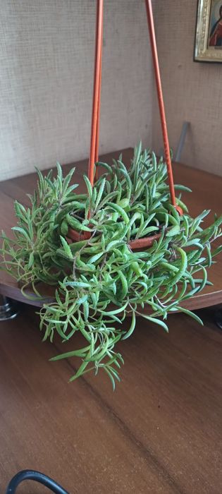 Хрестовник Оттона