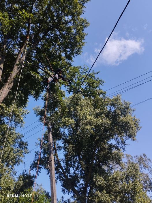 Спилювання аварійних дерев