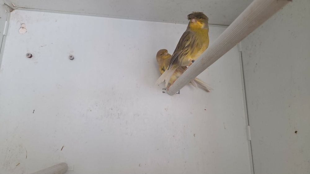 Casal de canários