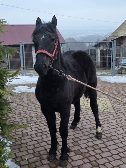 Źrebica 10 miesięczna