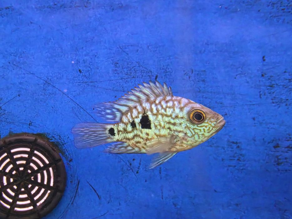 Texas Blue Shortbody