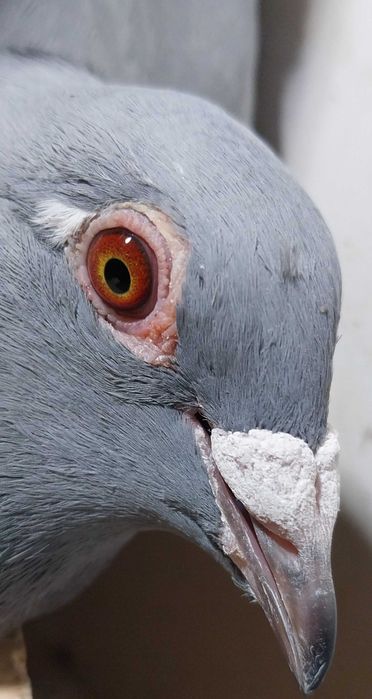 Gołębie pocztowe- Unikat! Samica NOR 2025- czip logo tel/ mega! Ptak