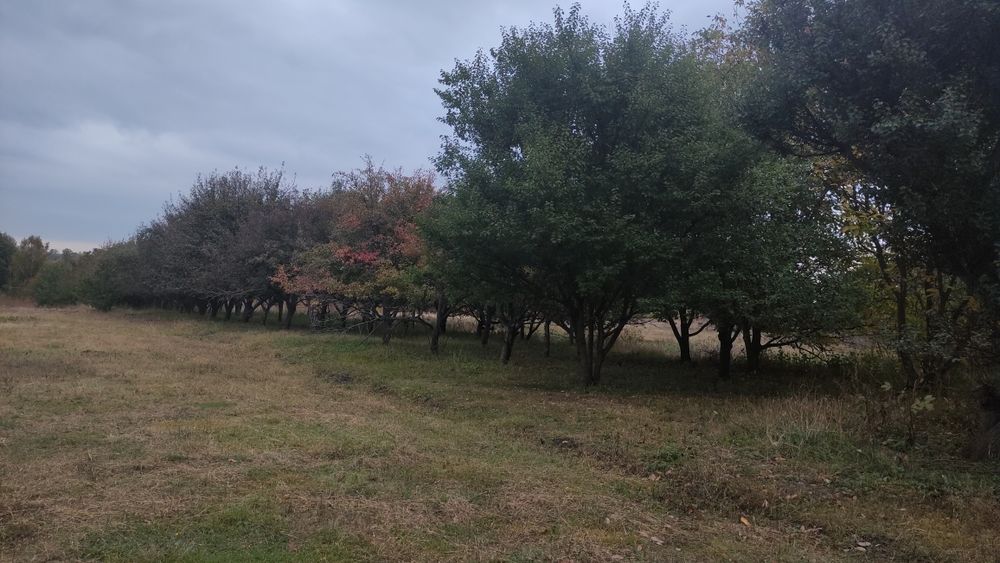 Будинок. Полтавська область, Гребінківський район, село Польове