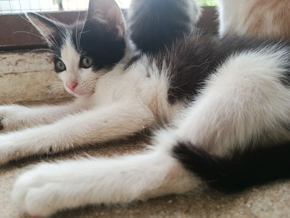 Gatinho bebé para adoção
