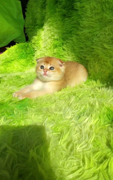 Ласковые малыши. Котята золотая шиншилла.