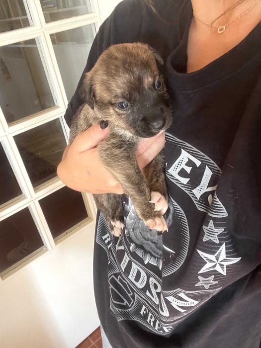 Adoção | 5 Cachorrinhas Arrasado de Fila de São Miguel