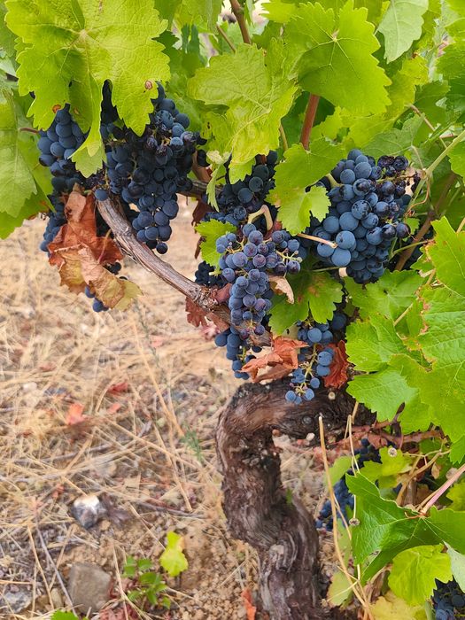 Vendo uvas para vinho