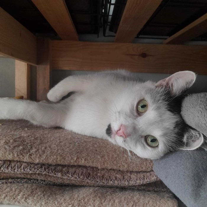 Uroczy Mango szuka super domku