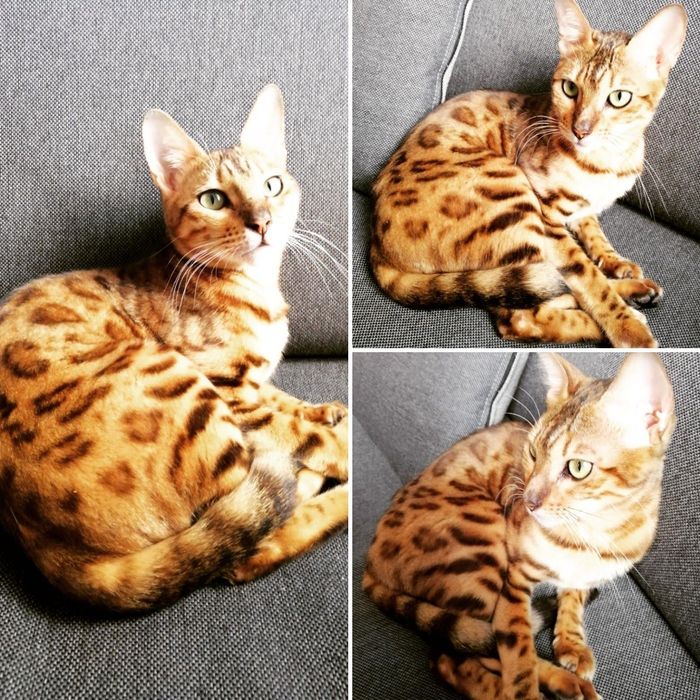 Бенгальські кошенята, бенгальський котята