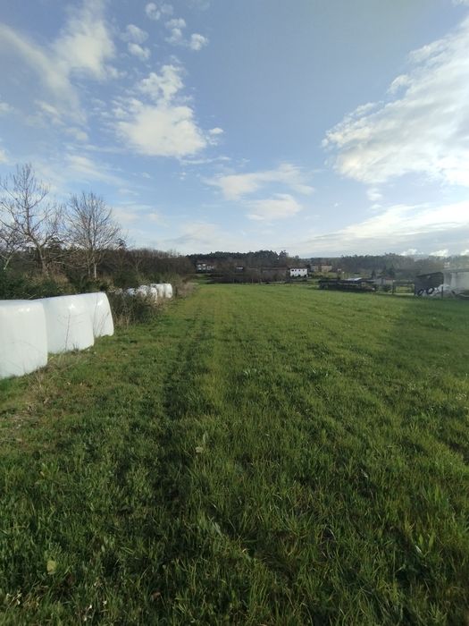 Rolos de feno silagem