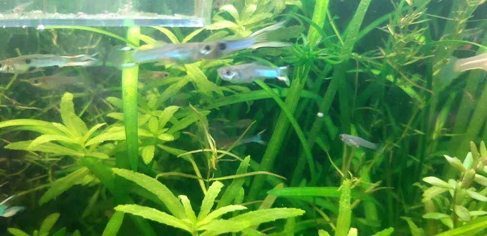 Guppys blue  cauda lira