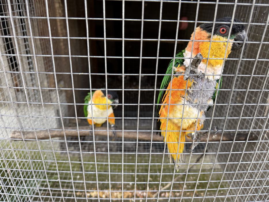 Casal Reprodutor Marianinha cabeca Preta